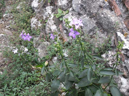 Campanula pyramidalis / Campanula piramidale